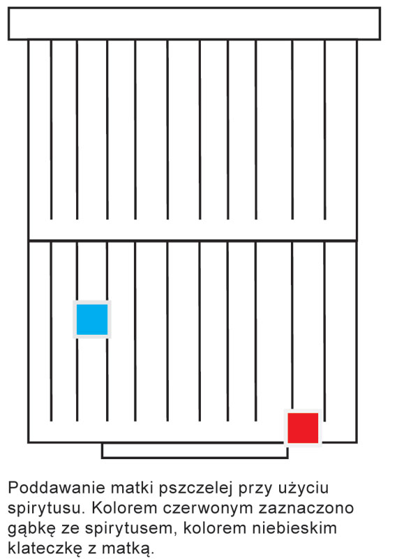 Poddawanie matki pszczelej przy użyciu spirytusu. Kolorem czerwonym zaznaczono  gąbkę ze spirytusem, kolorem niebieskim klateczkę z&nbsp;matką.