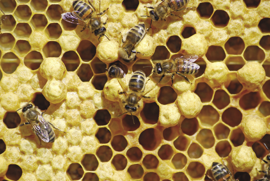 Kiedy w ulu pojawia się czerw rozstrzelony i garbaty