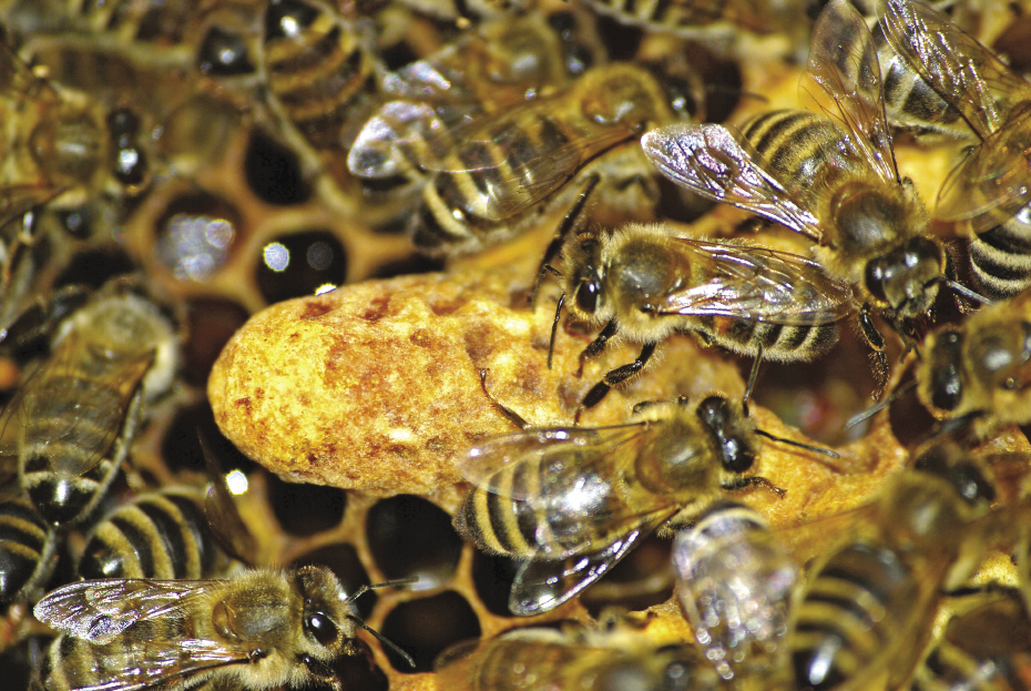 Działania pszczelarza w powiązanych ze sobą problemach sezonowych