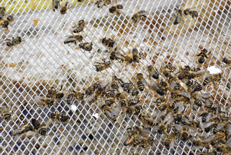 Jak oceniamy warrozę?