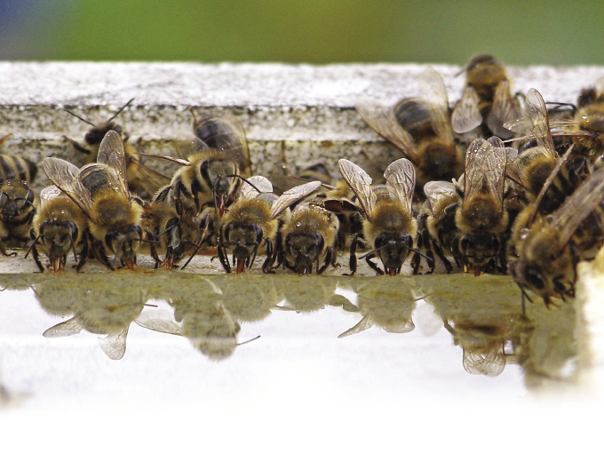 Kiślica, czyli zgnilec europejski, łagodny