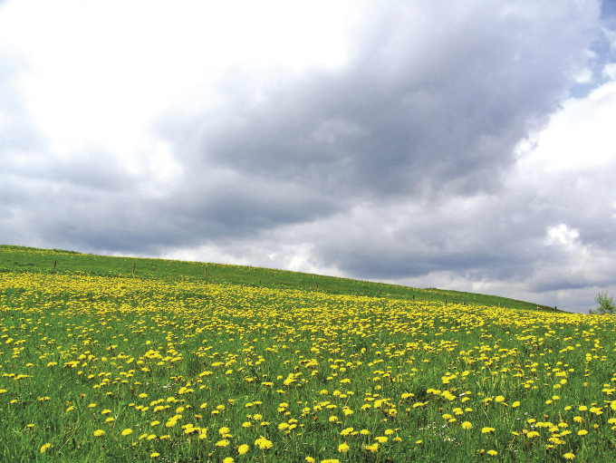 Łąka - nieocenionym warsztatem pszczelej pracy