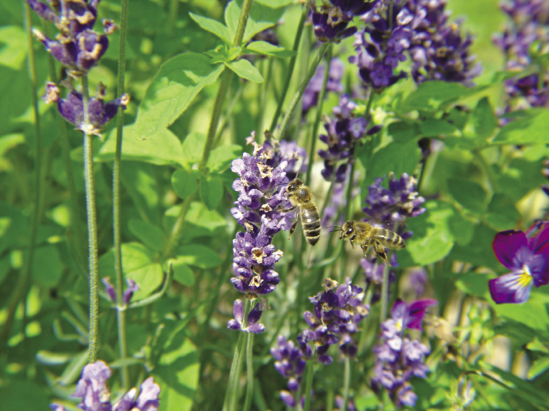 Lawenda wąskolistna