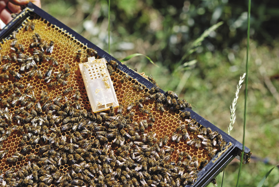 Wymiana matek pszczelich w drugiej połowie lipca i sierpniu