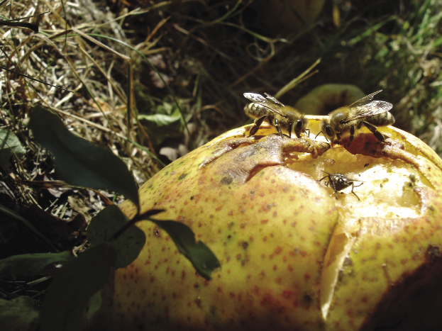 Pożytki incydentalne – szanse i zagrożenia