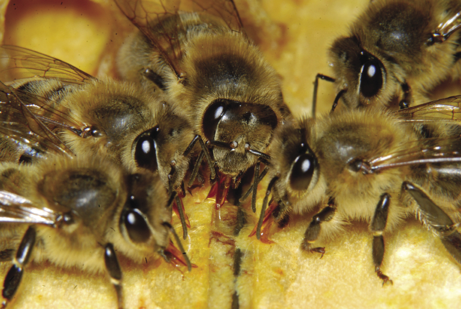 Sekrety układu odpornościowego pszczół, cz. 1.