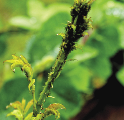 Mszyce powodują zniekształcenia oraz zamieranie dużych fragmentów roślin. Na zdjęciu silnie uszkodzona gałąź dzikiej róży. Widoczne są również same szkodniki. Mszyce powodują zniekształcenia oraz zamieranie dużych fragmentów roślin. Na zdjęciu silnie uszkodzona gałąź dzikiej róży. Widoczne są również same szkodniki.