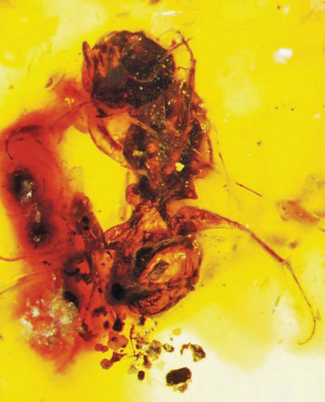 pszczoła zatopiona w&nbsp;bursztynie