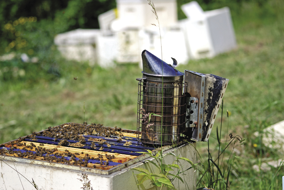 Nasze rośliny i pszczoły