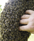 Rójka w starym fotelu