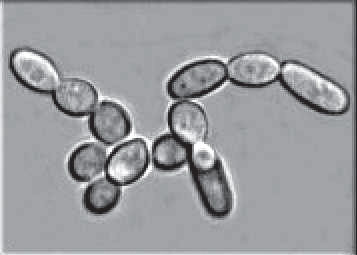 Ryc. 2&nbsp;– Kolonia drożdży Zygosaccharomyces sp.;  (Fot. źródło: Wikipedia)