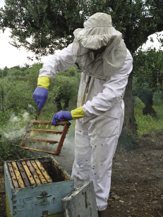 Działanie alergenne mleczka pszczelego, cz. 2.