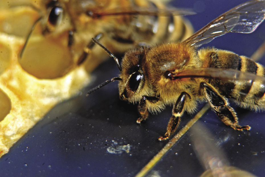  Tajemnicze siły organizmu: Sekrety układu odpornościowego pszczół, cz. 2.