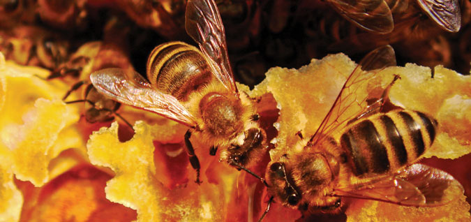 Pszczoły lubią mieszkać pod kloszem