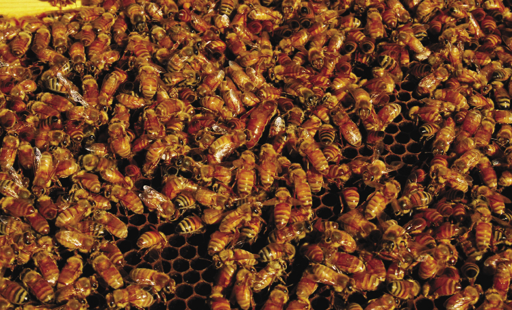 Pszczoły rasy Cordovan