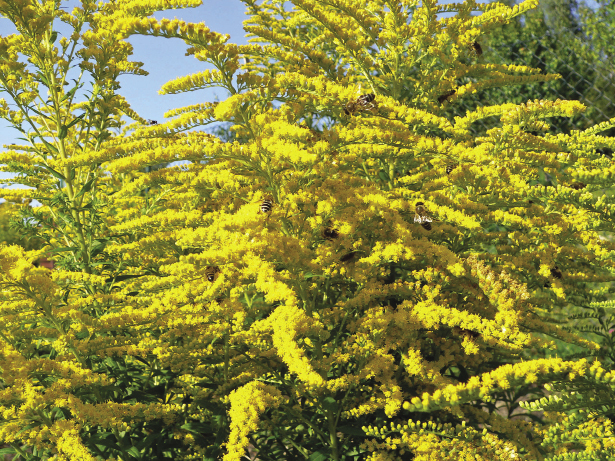 Niektórzy pszczelarze zachwalają zimowanie pszczół np. na miodzie nawłociowym, jednak może zawierać on domieszkę spadzi z&nbsp;drzew iglastych, która negatywnie wpływa na zimowlę.