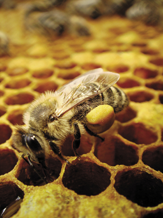 fot.© Dariusz Małanowski