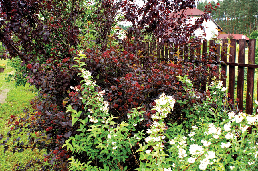 Pęcherznica kalinolistna odmiany czerwonej z&nbsp;zawiązanymi nasionami. fot.© Krzysztof Furso