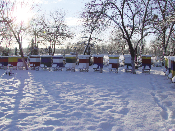 pasieka zimą, fot.© Dariusz Karwan
