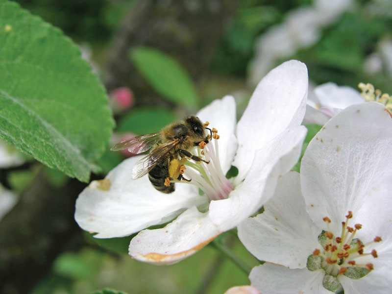 Alergenne i toksyczne działanie pszczelego pyłku kwiatowego przyjmowanego doustnie, cz. 2.