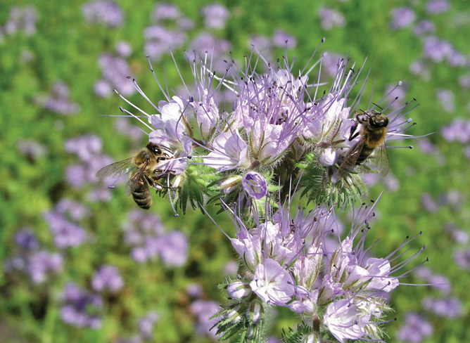 Kiedy rośliny nektarują?