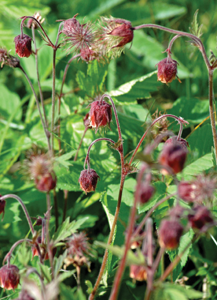 O bluszczyku, kukliku i firletce