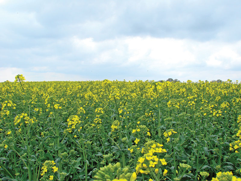 Ochrona pszczół a środki ochrony roślin, cz. 2.
