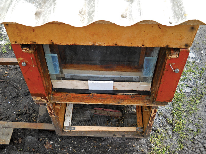 Pszczoły pod kloszem