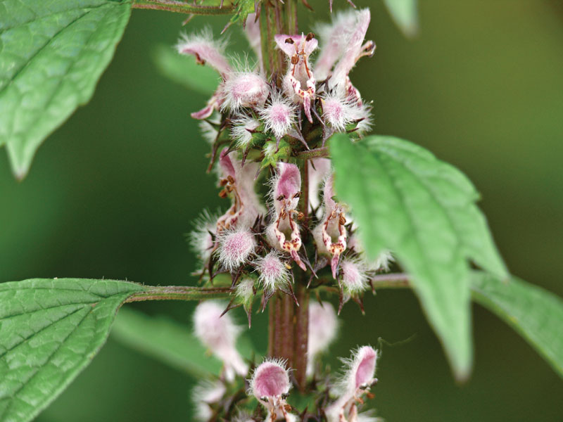 Serdecznik pospolity (fot. Wikipedia, myself)