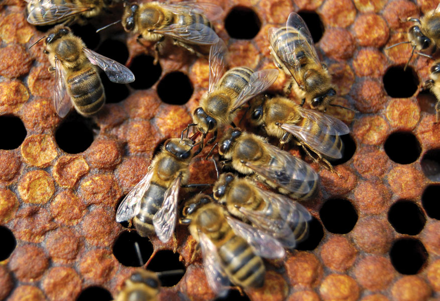 Mowa pszczół, cz. 2.