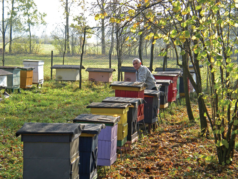 Agresja pszczół to kwestia nie tylko genetyki?