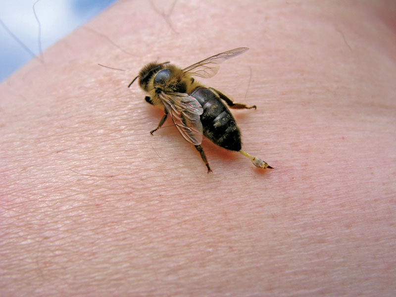 Odpowiedzialność materialna pszczelarzy za użądlenia