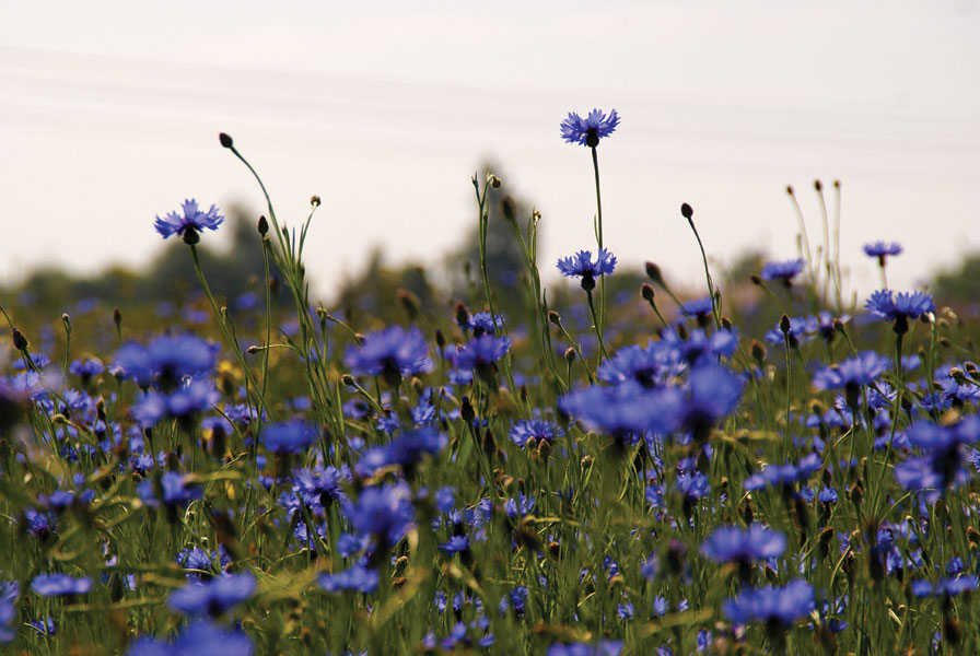 Ogródek dla pszczół