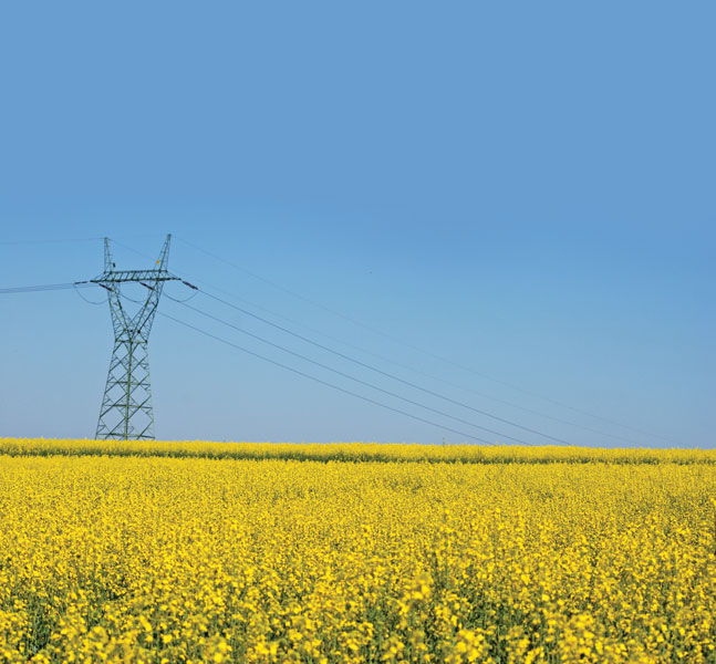 Pszczoły i linie wysokiego napięcia