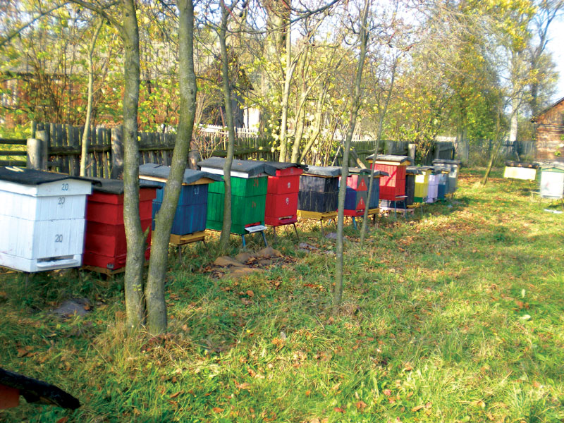 Agresja pszczół to kwestia nie tylko genetyki? cz. 2.