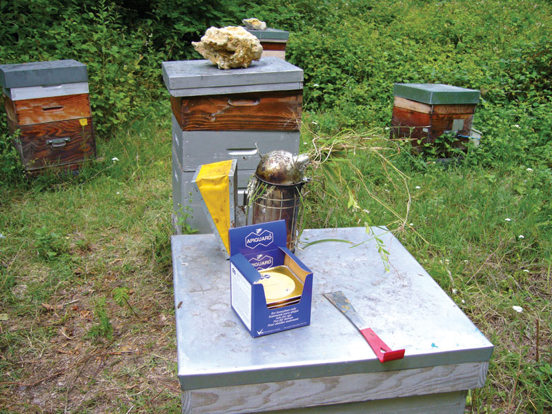 Apiguard – ratunek w tymolu?