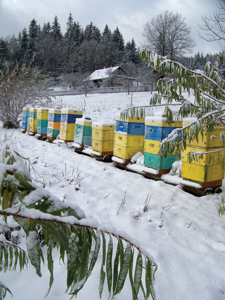 Jak zabezpieczyć ul na zimę?