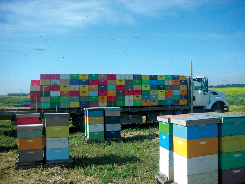 Kanadyjskie pasieki towarowe, cz. 1.