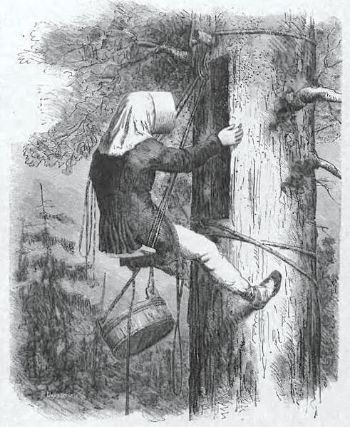 Wybieranie barci u Kurpiów 