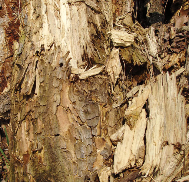 Próchno - najlepszy materiał do podkurzania pszczół