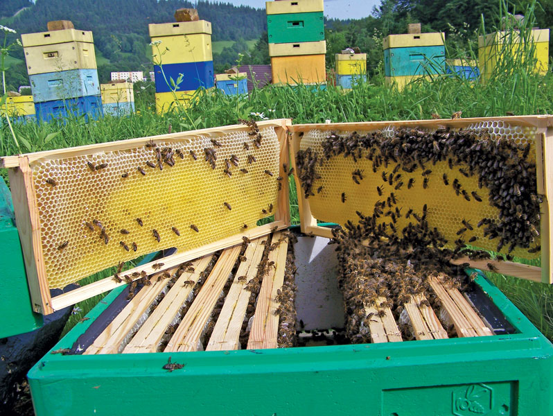 Rok w pasiece inaczej, cz. 1