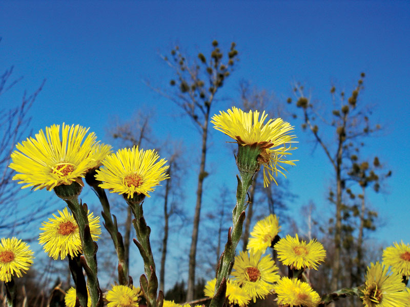 Pierwsze rośliny pożytkowe