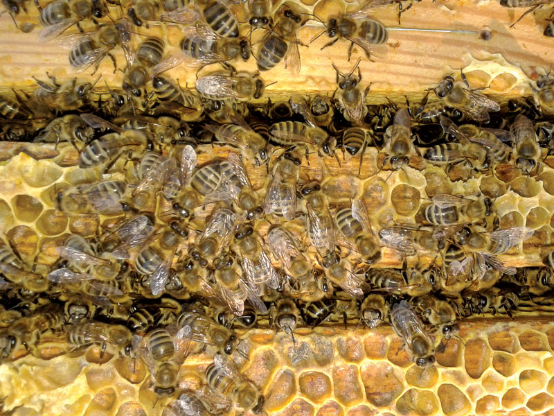 Wiosenna innowacja w ulu