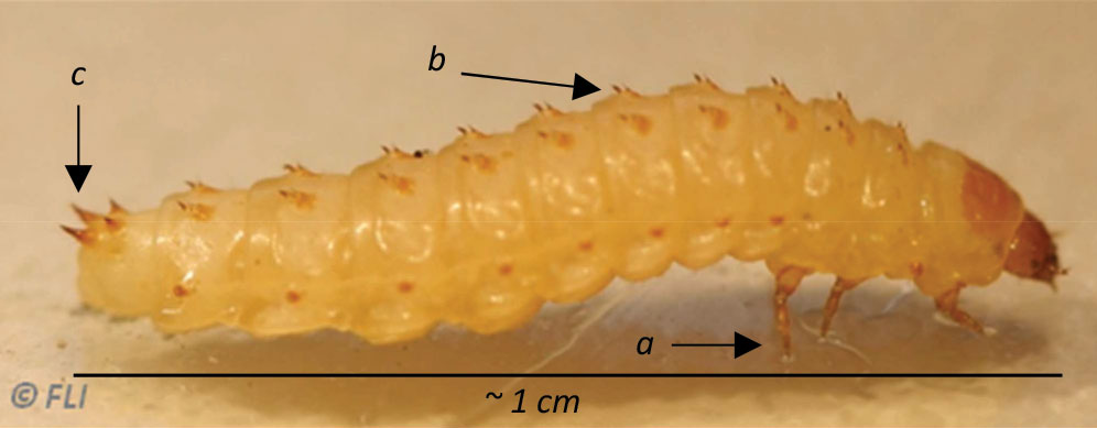 Mały chrząszcz ulowy