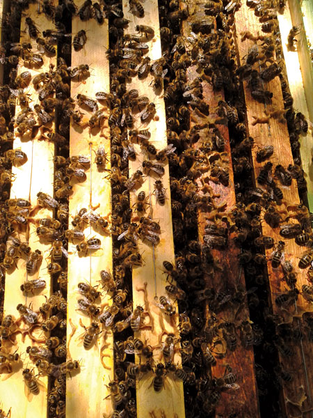 Rok w pasiece inaczej, cz.2