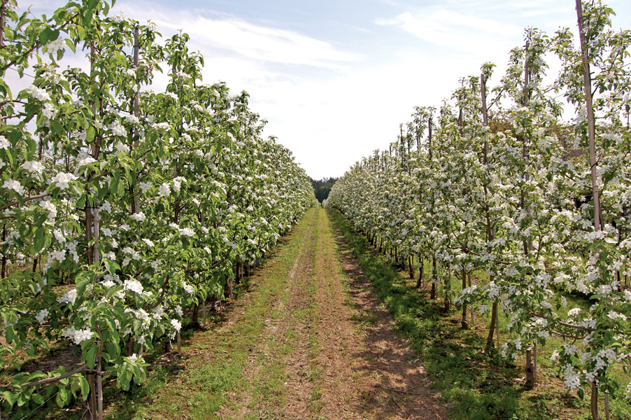 Wynajmowanie pszczół sadownikom