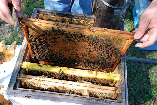 Zasilanie i łączenie rodzin