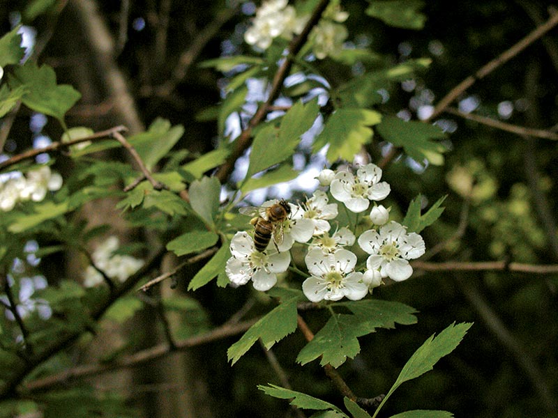 Głóg – jego wartość dla pszczół