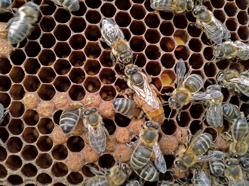 Rok w pasiece inaczej, cz. 3.