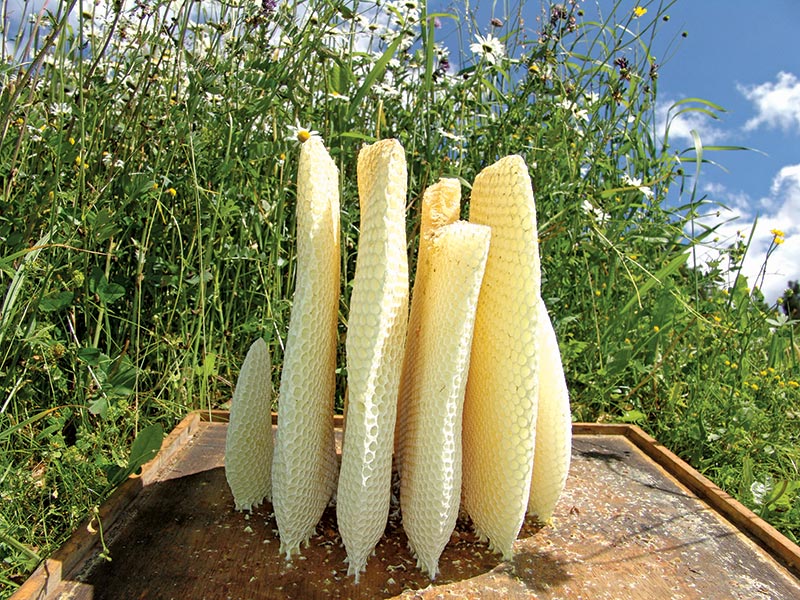 Wykorzystanie wosku pszczelego w lecznictwie